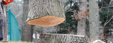 Best Commercial Tree Services  in Jerseyvle, IL