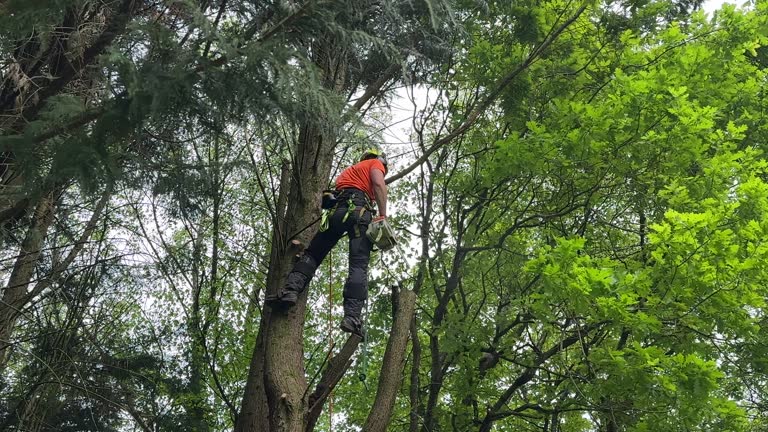 How Our Tree Care Process Works  in  Jerseyville, IL