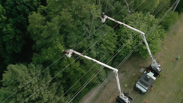 Best Tree and Shrub Care  in Jerseyvle, IL
