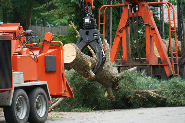 How Our Tree Care Process Works  in  Jerseyville, IL