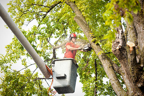 Jerseyville, IL Tree Services Company